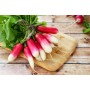 Destockage RADIS LONG DELICES SABLES - cash-alimentaire.com