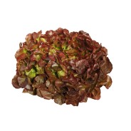 Destockage FEUILLE DE CHENE ROUGE PLEINE TERRE CASE - cash-alimentaire.com