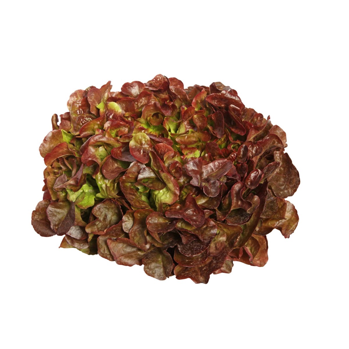 Destockage FEUILLE DE CHENE ROUGE PLEINE TERRE CASE - cash-alimentaire.com