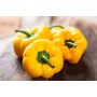 Destockage POIVRON JAUNE CLOVIS GGA BORRACCIA - cash-alimentaire.com