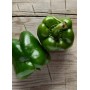 Destockage POIVRON VERT EXTRA CLOVIS GGA CARTASOL - cash-alimentaire.com