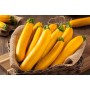 Destockage COURGETTE JAUNE CASE - cash-alimentaire.com