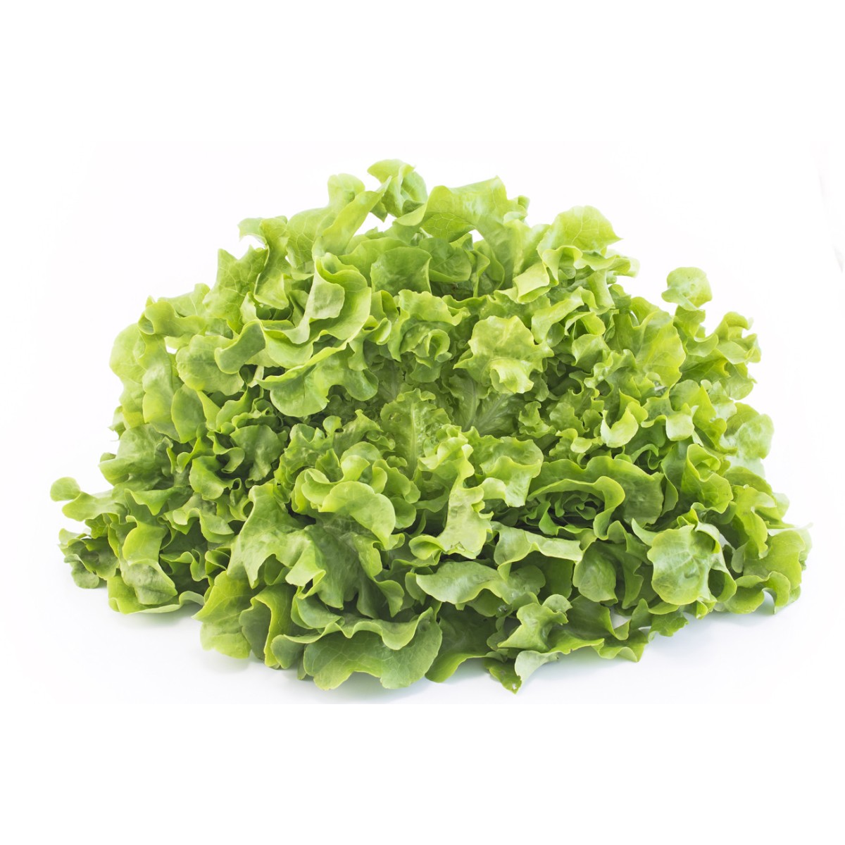 Destockage FEUILLE DE CHENE BLONDE CASE - cash-alimentaire.com