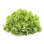 Destockage FEUILLE DE CHENE BLONDE CASE - cash-alimentaire.com