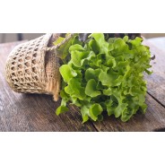 Destockage FEUILLE DE CHENE BLONDE CASE - cash-alimentaire.com