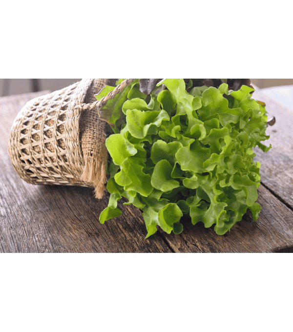 Destockage FEUILLE DE CHENE BLONDE CASE - cash-alimentaire.com