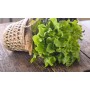 Destockage FEUILLE DE CHENE BLONDE CASE - cash-alimentaire.com