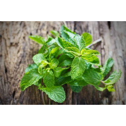 Destockage MENTHE BRINS CASE - cash-alimentaire.com