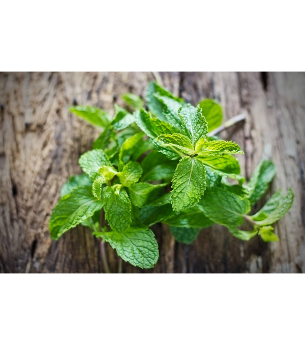 Destockage MENTHE BRINS CASE - cash-alimentaire.com