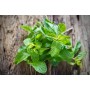 Destockage MENTHE BRINS CASE - cash-alimentaire.com