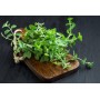 Destockage OSEILLE CASE - cash-alimentaire.com