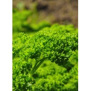 Destockage PERSIL FRISE CASE - cash-alimentaire.com