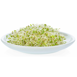 Destockage ALFALFA GERME DE LUCERNE VANDERPLAS - cash-alimentaire.com