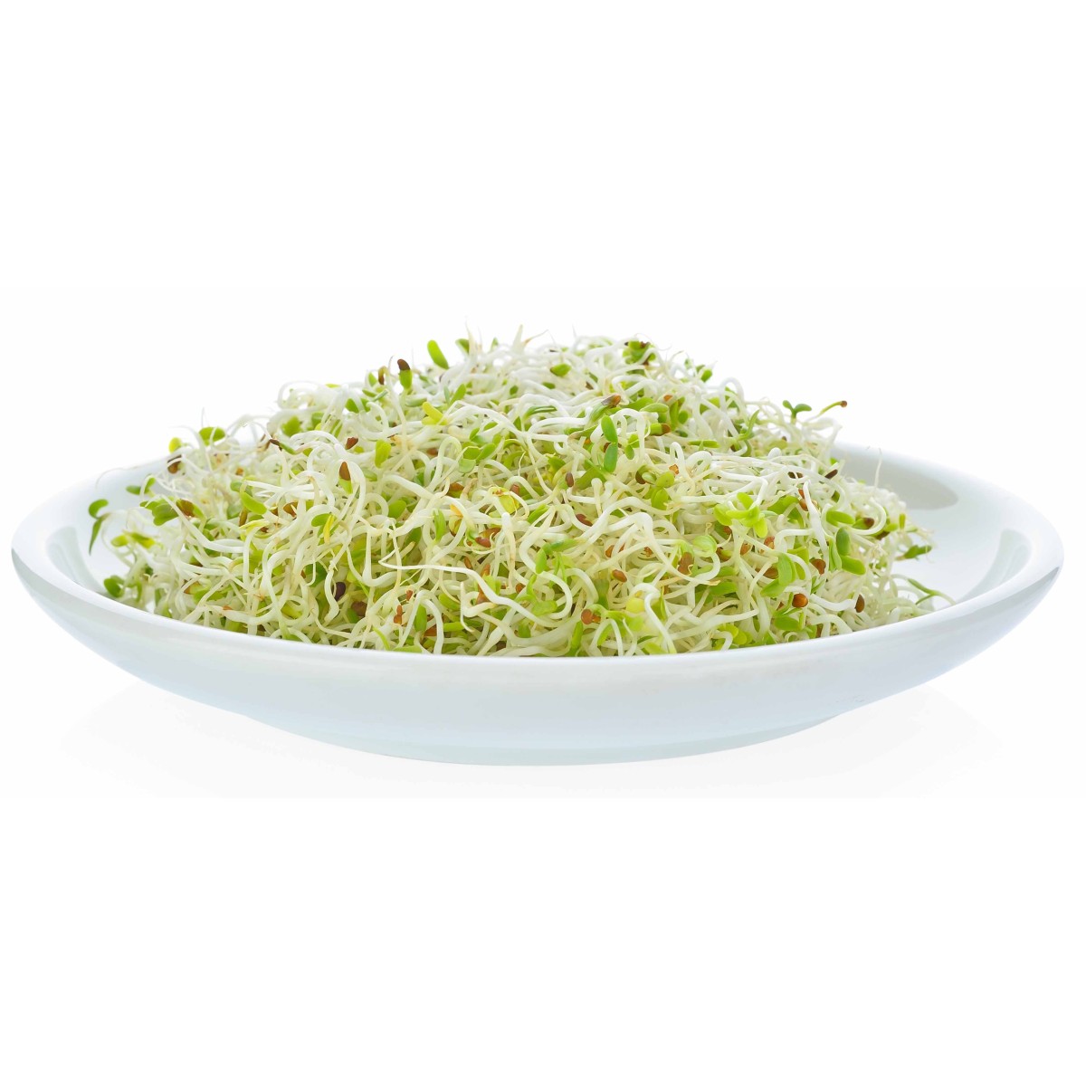 Destockage ALFALFA GERME DE LUCERNE VANDERPLAS - cash-alimentaire.com