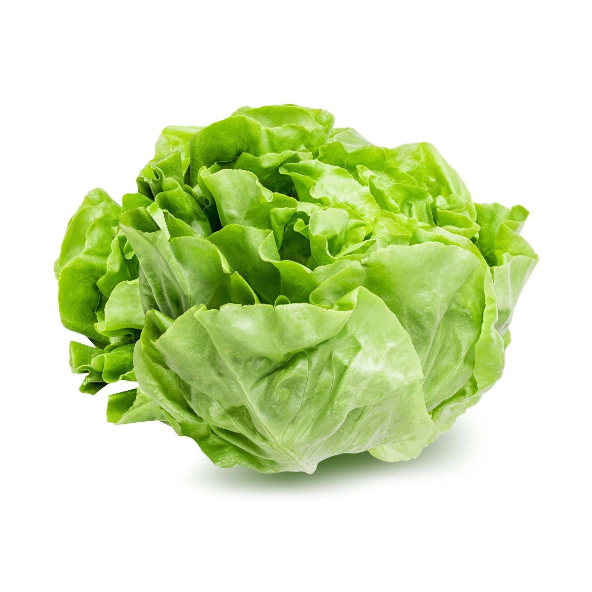 Achat en ligne LAITUE PLEINE TERRE CASE - cash-alimentaire.com