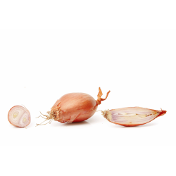ECHALOTTE LES MOUETTES produits de gros - cash-alimentaire.com