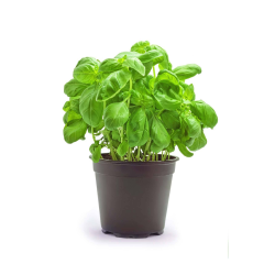 Destockage BASILIC VAZZOTTI - cash-alimentaire.com