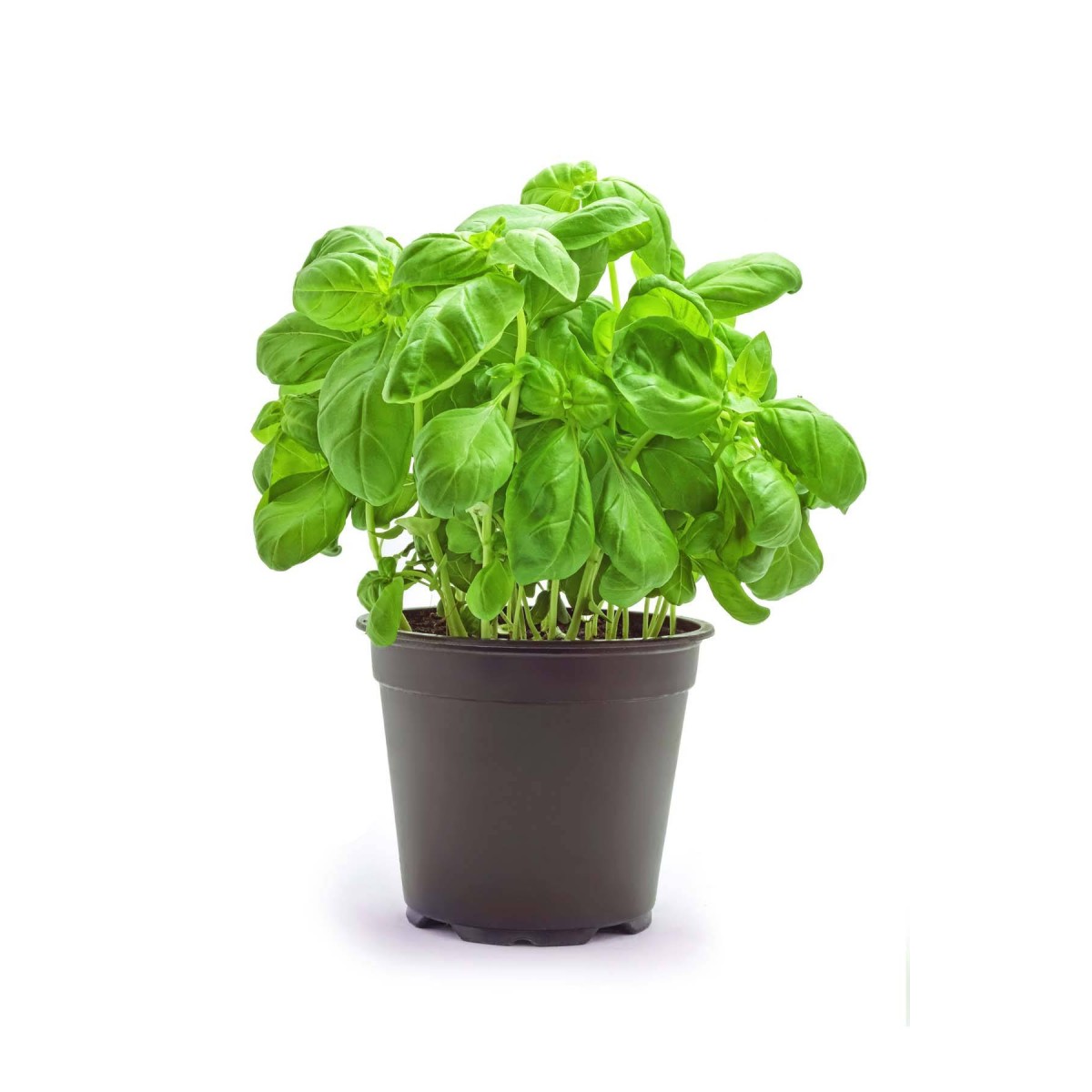 Destockage BASILIC VAZZOTTI - cash-alimentaire.com