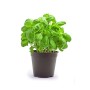Destockage BASILIC VAZZOTTI - cash-alimentaire.com