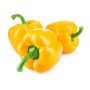 Achat en ligne POIVRON JAUNE CALIFORNIA MACCA - cash-alimentaire.com