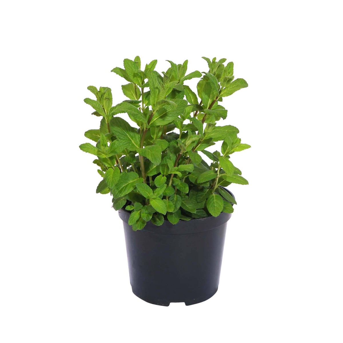 Destockage MENTHE PIEDS CASE - cash-alimentaire.com