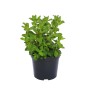 Destockage MENTHE PIEDS CASE - cash-alimentaire.com