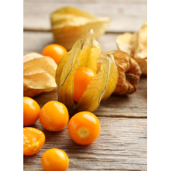 Destockage PHYSALIS LIGHT FRUITS - cash-alimentaire.com
