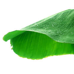 Destockage FEUILLE DE BANANIER EXCEL FRUITS - cash-alimentaire.com