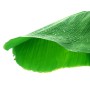 Destockage FEUILLE DE BANANIER EXCEL FRUITS - cash-alimentaire.com