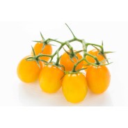 Distributeur alimentaire de TOMATE DATTERINO JAUNE MAGNOLIA - cash-alimentaire.com