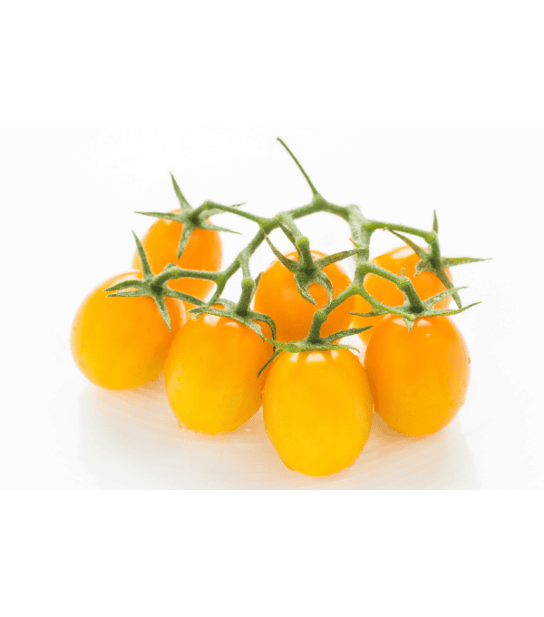 Distributeur alimentaire de TOMATE DATTERINO JAUNE MAGNOLIA - cash-alimentaire.com