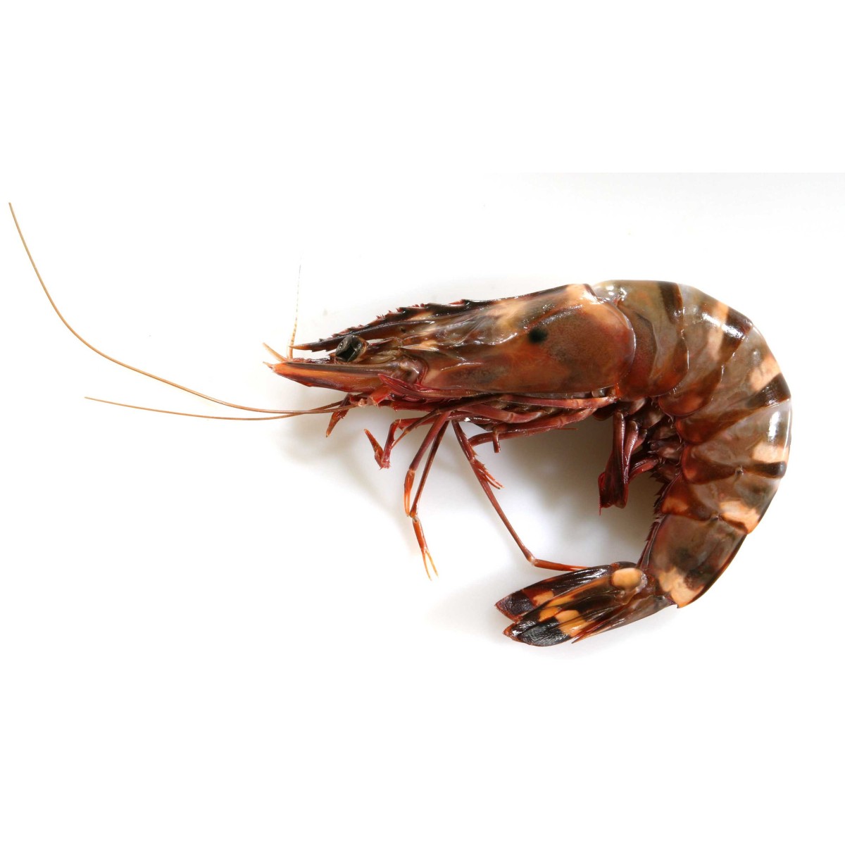 Achat en ligne CREVETTE ENTIERE CRUE SAUVAGE CASE - cash-alimentaire.com