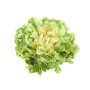 Achat en ligne SCAROLE PLEINE TERRE LAPAYS CASE - cash-alimentaire.com