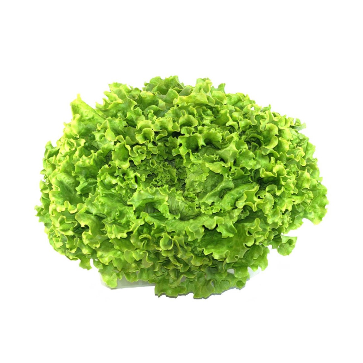 Destockage BATAVIA FRAICHEUR CHAMP - cash-alimentaire.com