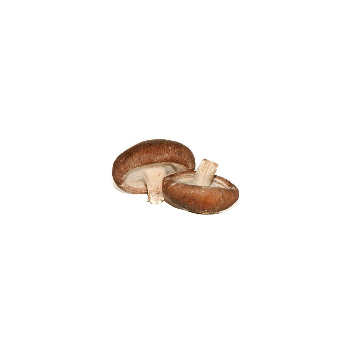 Grossiste alimentaire de CHAMPIGNON SHITAKE VIALADE - cash-alimentaire.com
