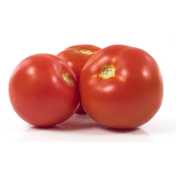 Distributeur alimentaire de TOMATE RONDE FLANDRIA