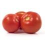 Distributeur alimentaire de TOMATE RONDE FLANDRIA