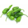 Achat en ligne PIMIENTO CASE