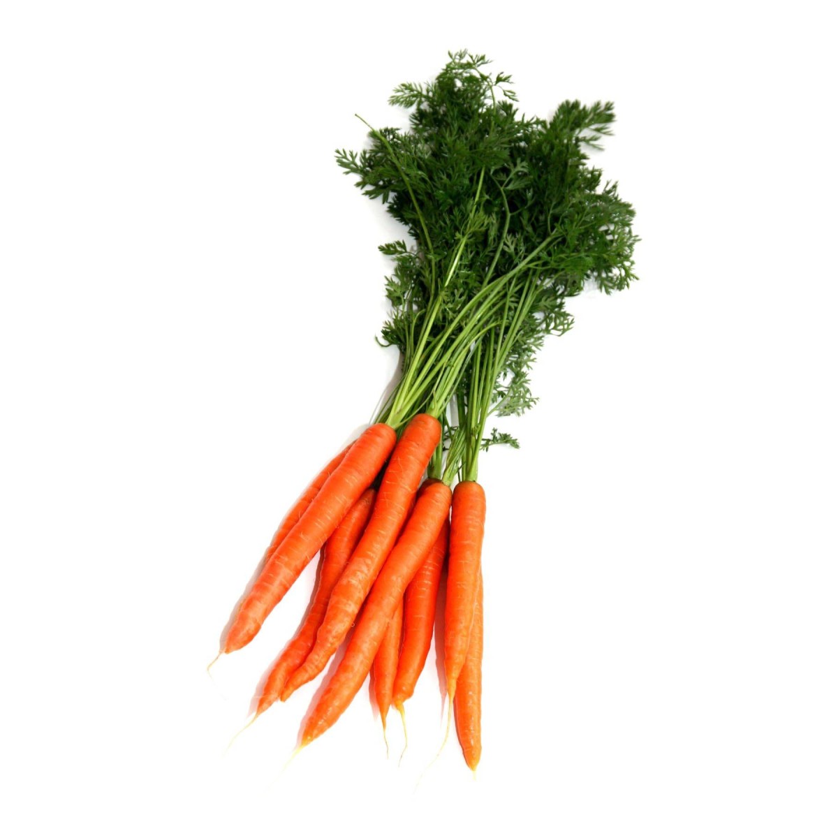Destockage CAROTTE FANE LA BOTTE sur www.cash-alimentaire.com