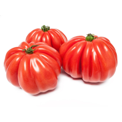 TOMATE COEUR DE BOEUF paysans catalan à prix grossiste