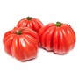 TOMATE COEUR DE BOEUF paysans catalan à prix grossiste